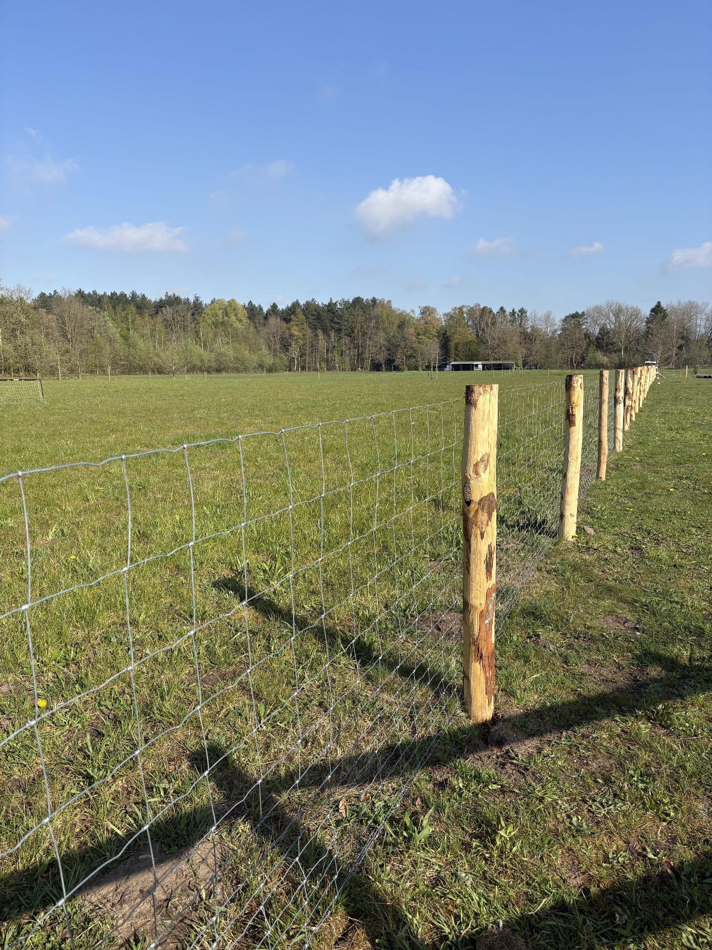 Sheep wire pasture fencing