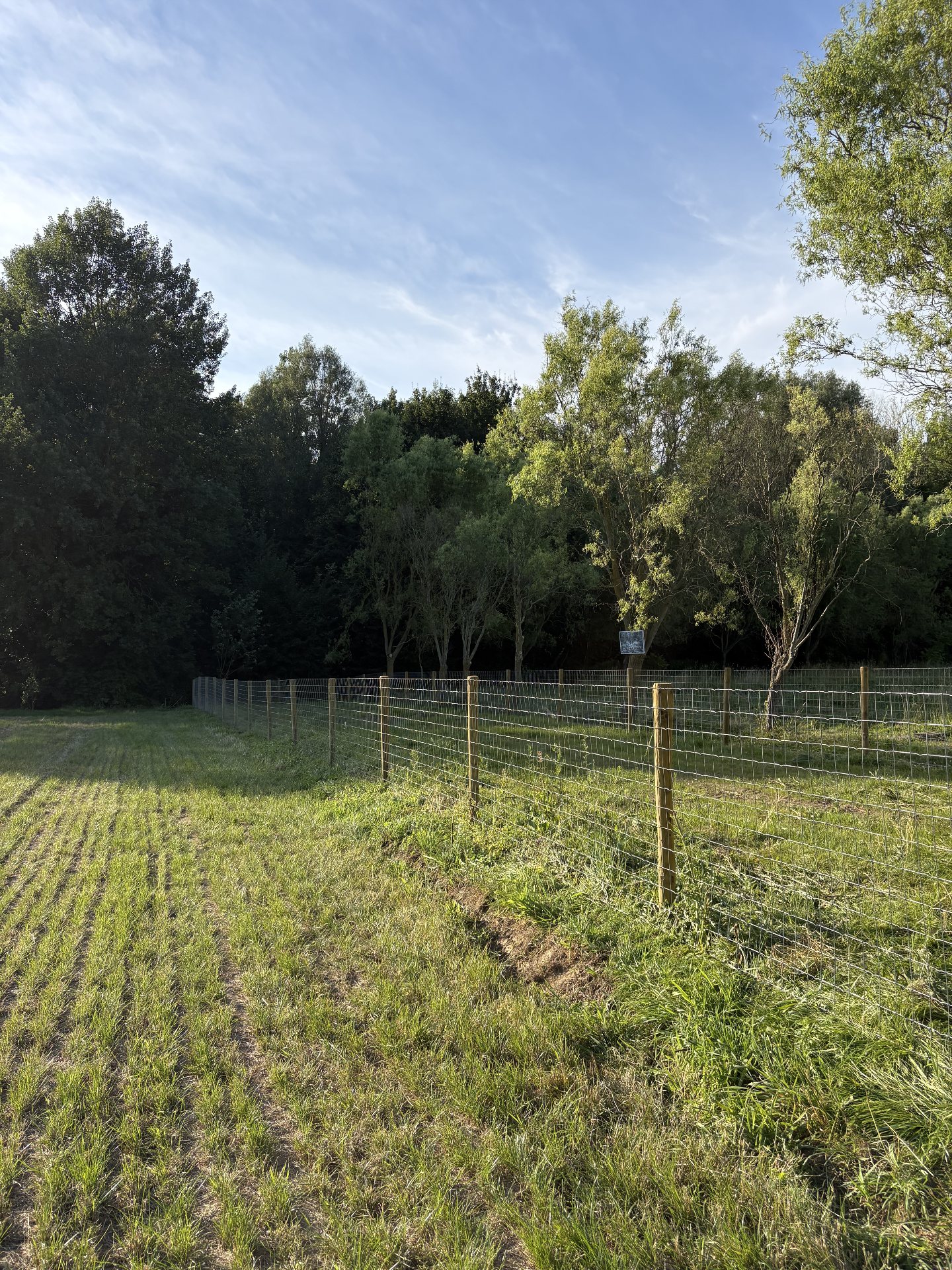 Tensioned sheep wire on square wooden posts along a woodland edge